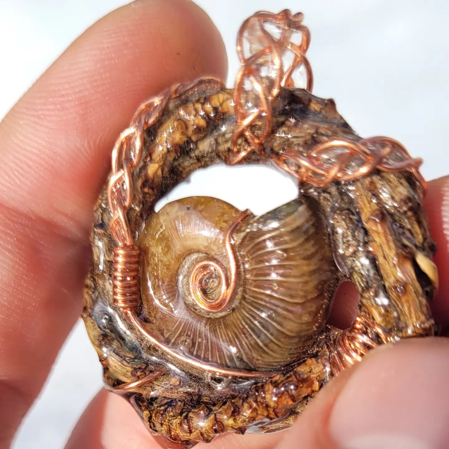 Double sided Ammonite Pine Nest