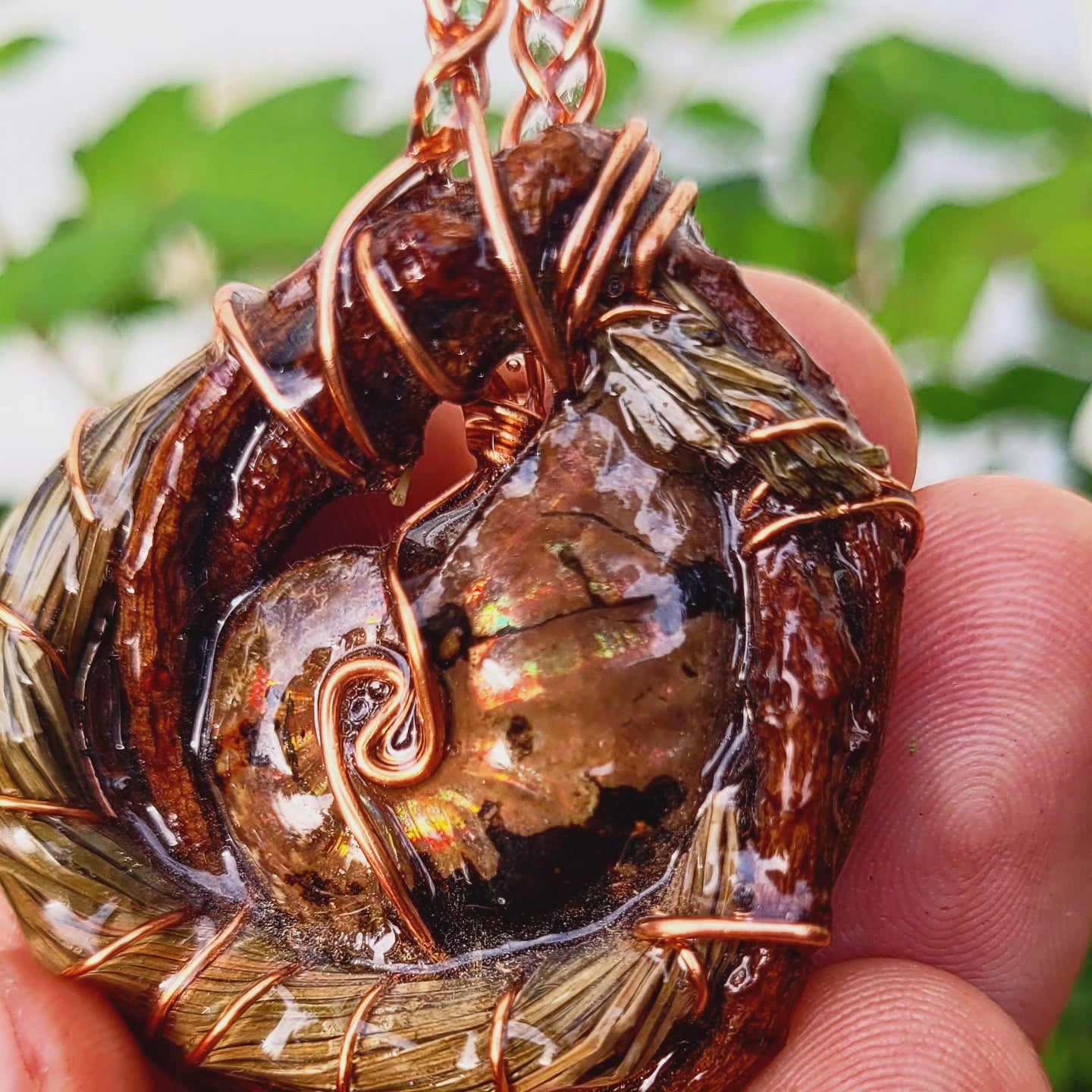 Double sided Ammonite Nested in Pine with Needles