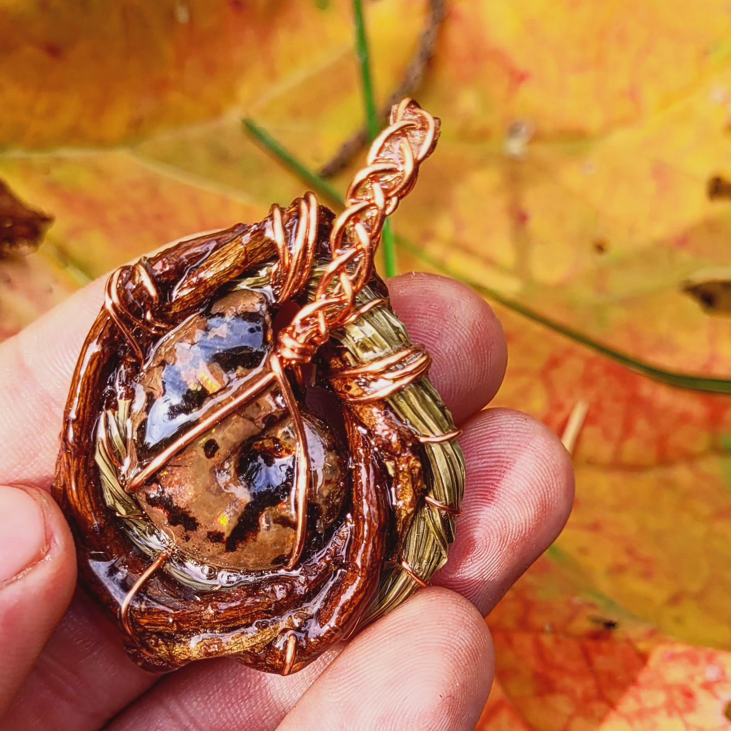 Double sided Ammonite Nested in Pine with Needles