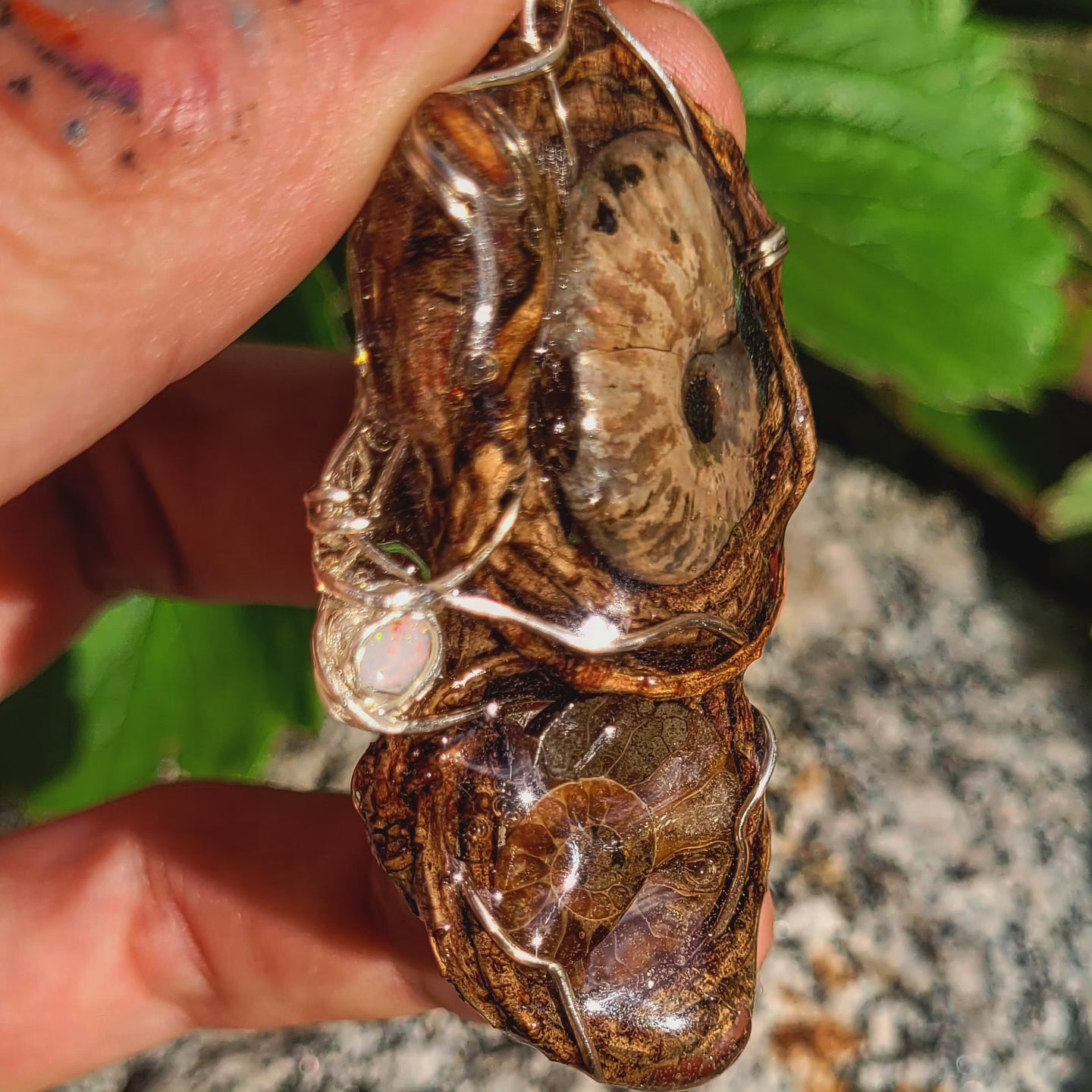 Double Sided Ammonite & Fire Opal Nested in Douglas Fir and Silver