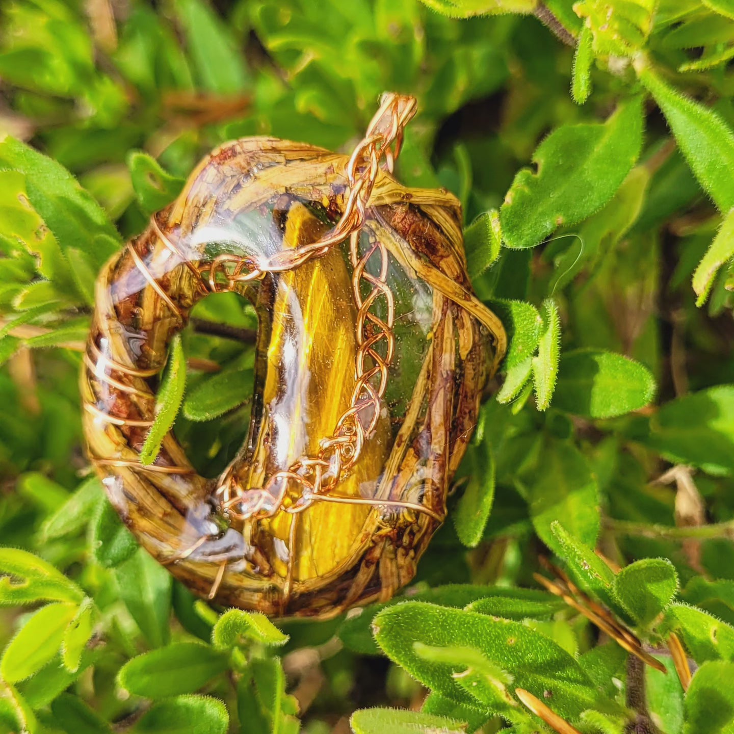 Tigers Eye Nested in Yew