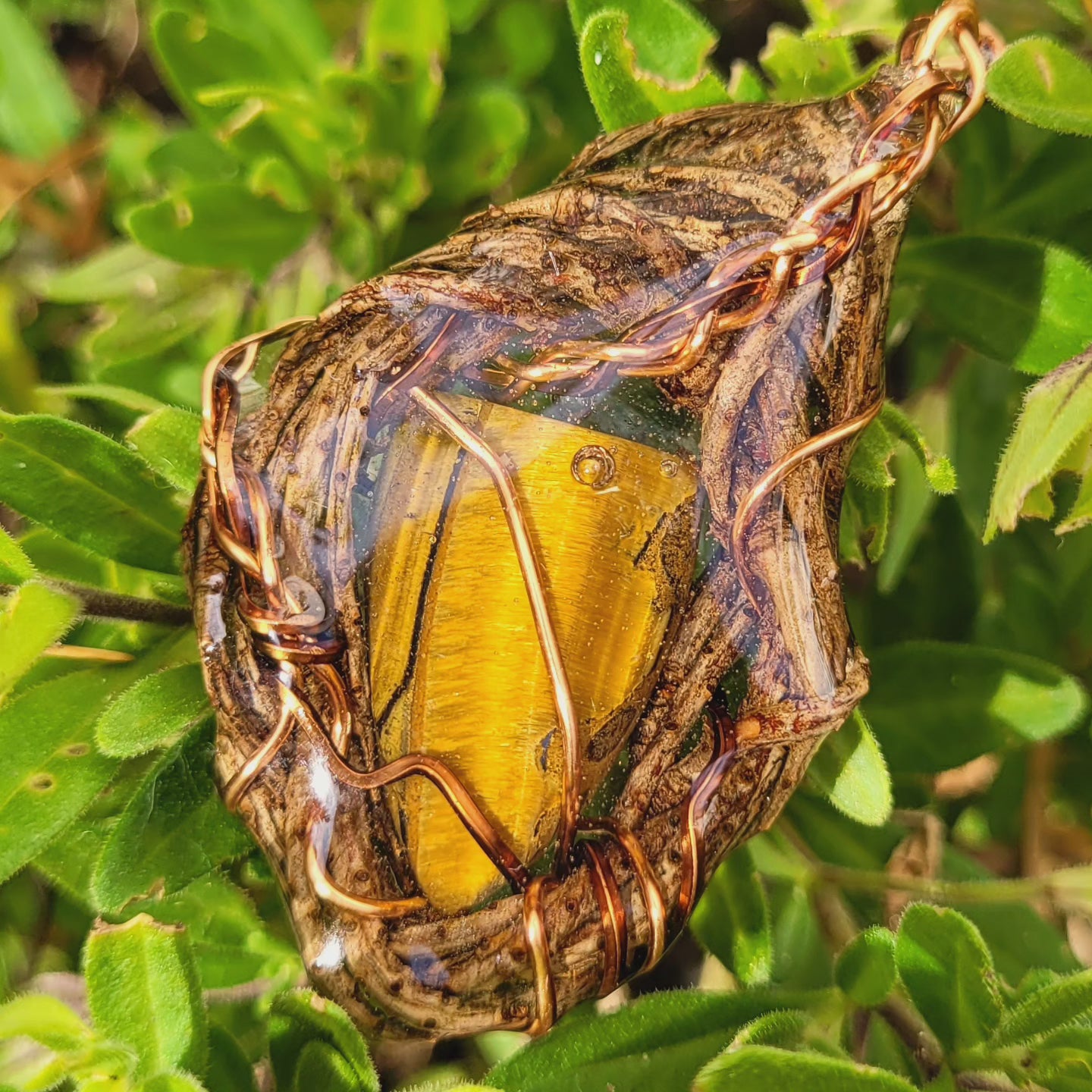 Tigers Eye Nested in Douglas Fir