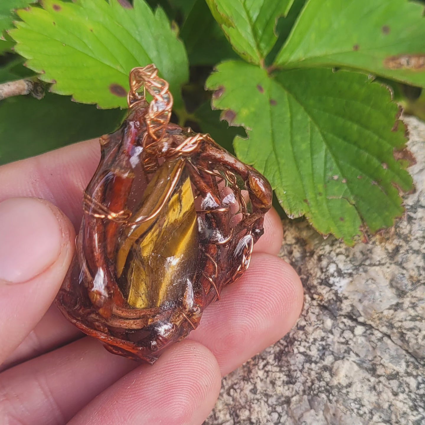 Tigers Eye Nested in Bloodwood