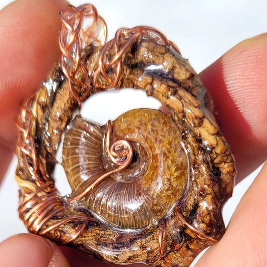 Double sided Ammonite Pine Nest